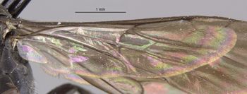 Media type: image;   Entomology 28149 Aspect: Wing hind